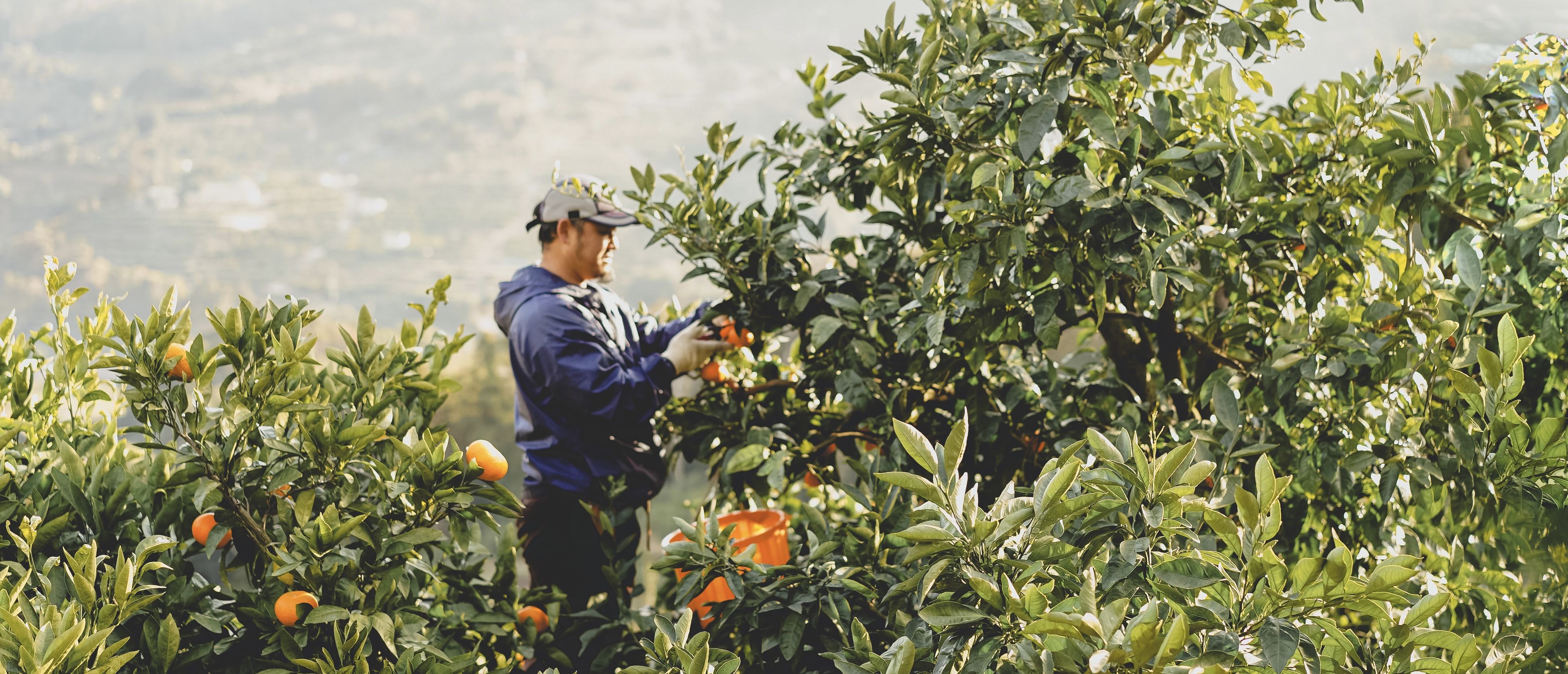 はなまる果樹園